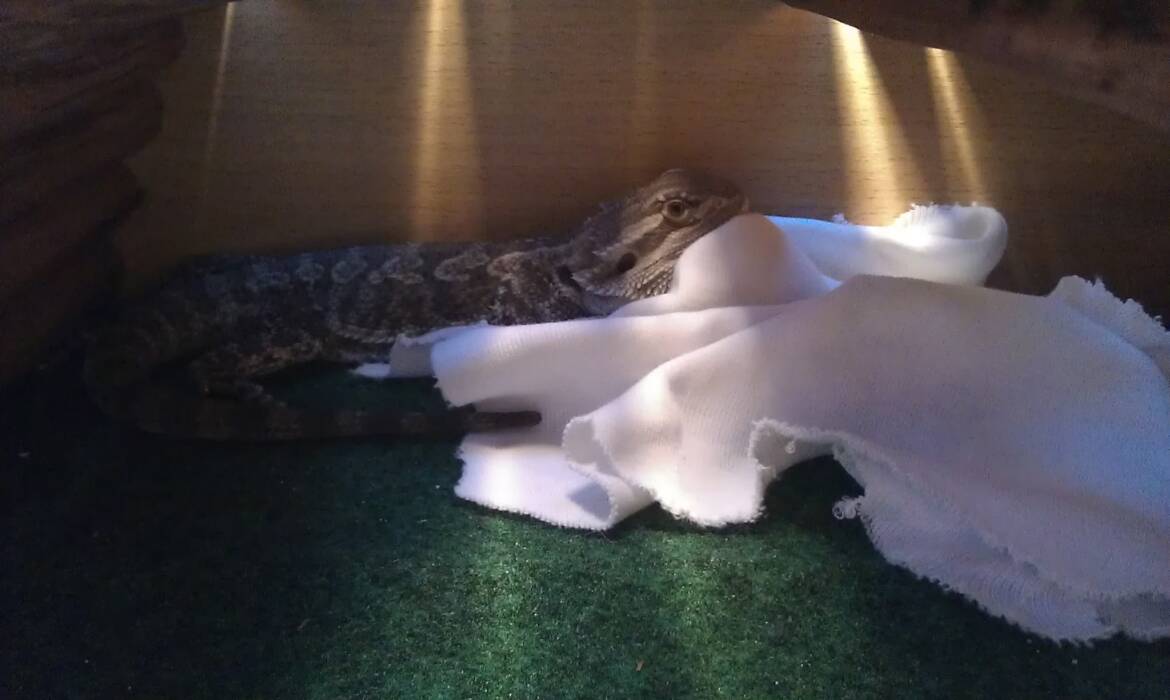 Bearded-dragon-with-blanket.jpg