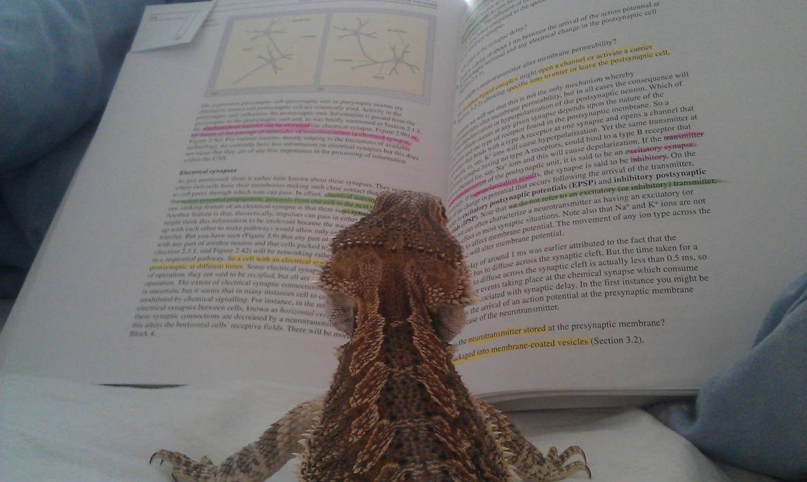 Bearded-dragon-with-textbook.jpg