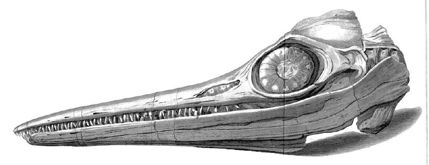ichthyosaurus.jpg
