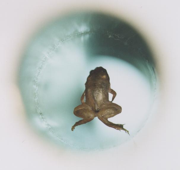 Frog_diamagnetic_levitation.jpg